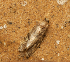 Etanna breviuscula