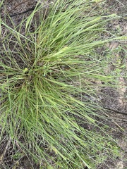Cenchrus spinifex