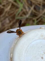 Epanthidium tigrinum