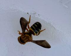 Epanthidium tigrinum