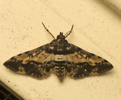 Nacoleia amphicedalis