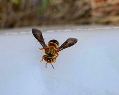 Epanthidium tigrinum