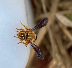 Epanthidium tigrinum