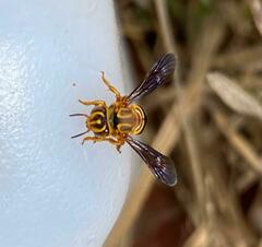 Epanthidium tigrinum