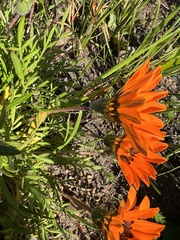 Gazania pectinata