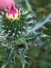 Carduus acanthoides