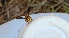 Epanthidium tigrinum