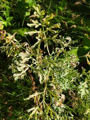 Artemisia absinthium