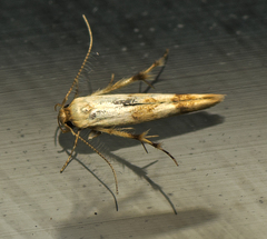 Stathmopoda