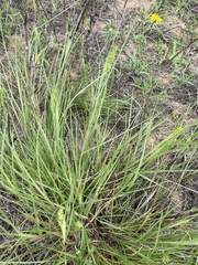 Cenchrus spinifex