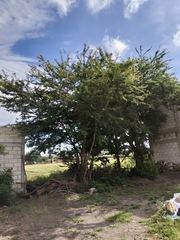 Pithecellobium dulce
