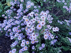 Symphyotrichum oblongifolium