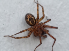 Amaurobius