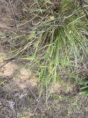 Cenchrus spinifex