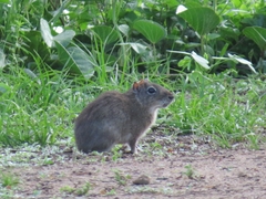 Galea spixii