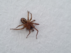 Amaurobius
