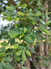 Pithecellobium dulce