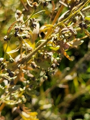 Artemisia absinthium