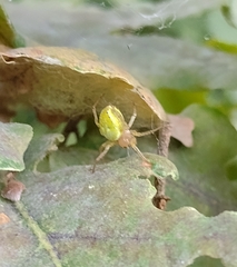 Araniella