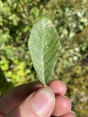 Salix bebbiana