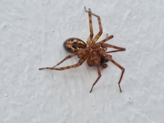 Amaurobius