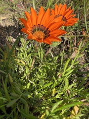 Gazania pectinata