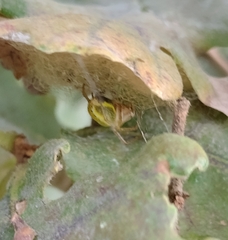 Araniella