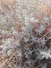 Mercurialis tomentosa