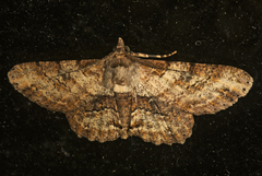 Cleora repetita