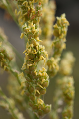 Sorghum bicolor bicolor