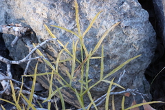 Angelica lineariloba