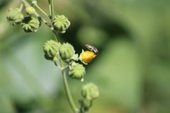 Acmaeodera flavomarginata