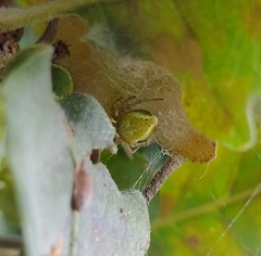 Araniella