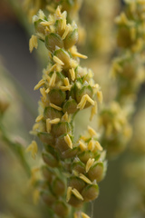 Sorghum bicolor bicolor