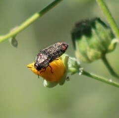 Acmaeodera flavomarginata