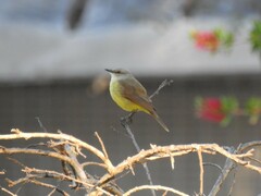 Machetornis rixosa