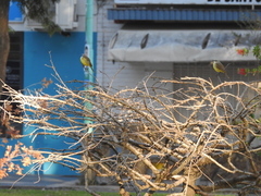 Machetornis rixosa