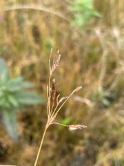Cyperaceae