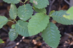 Alnus rhombifolia