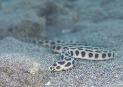 Myrichthys maculosus