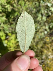Salix bebbiana