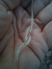 Bouteloua trifida