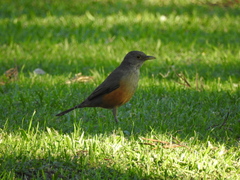 Turdus rufiventris