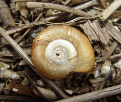 Planorbis planorbis