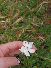 Silene undulata