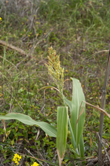Sorghum bicolor bicolor