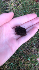 Liquidambar styraciflua