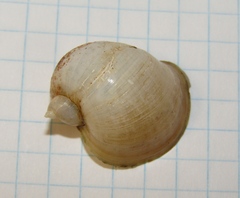 Radix auricularia