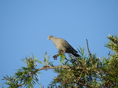 Patagioenas maculosa