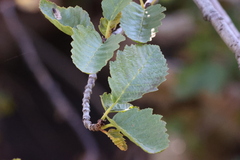 Alnus rhombifolia